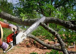 Reliable Monterey Park, CA Tree Services Solutions