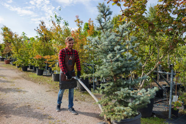 How Our Tree Care Process Works  in Monterey Park, CA